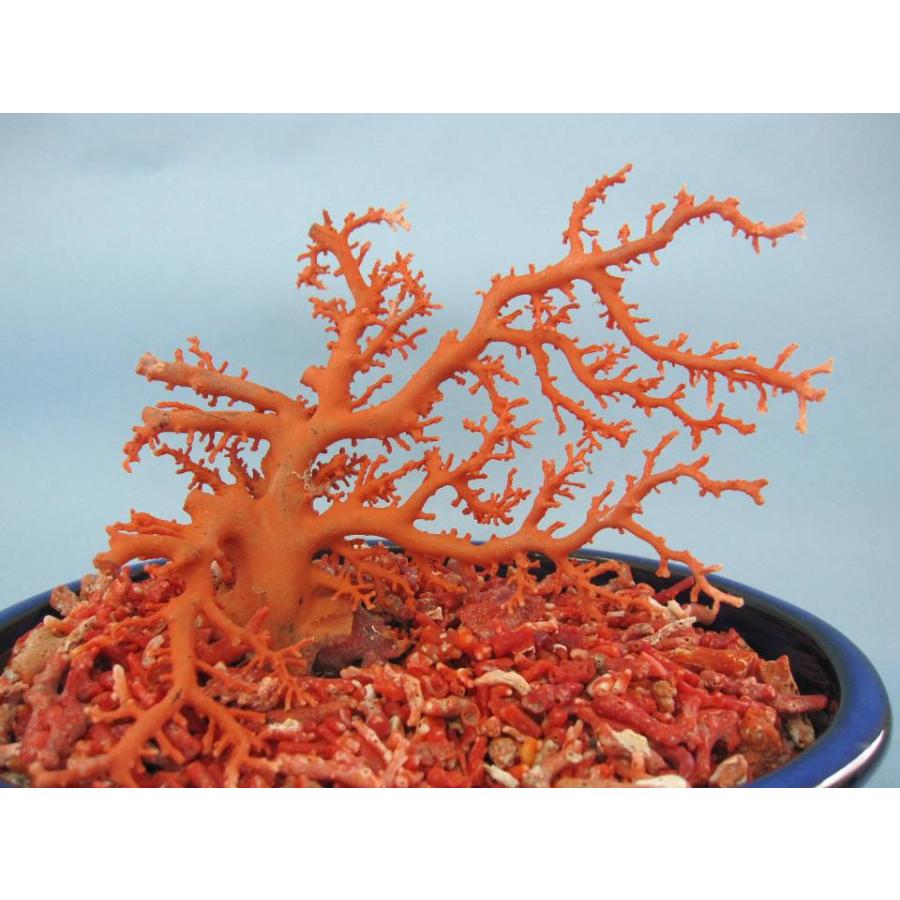 日本・高知沖産赤珊瑚の拝見・原木・置物 /飾り/盆栽風/『宝石サンゴ