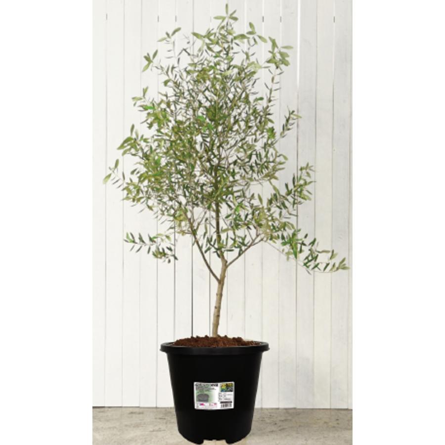 5個) AZポット520型 ブラック 約57L 観葉植物・野菜・果樹栽培用 穴有