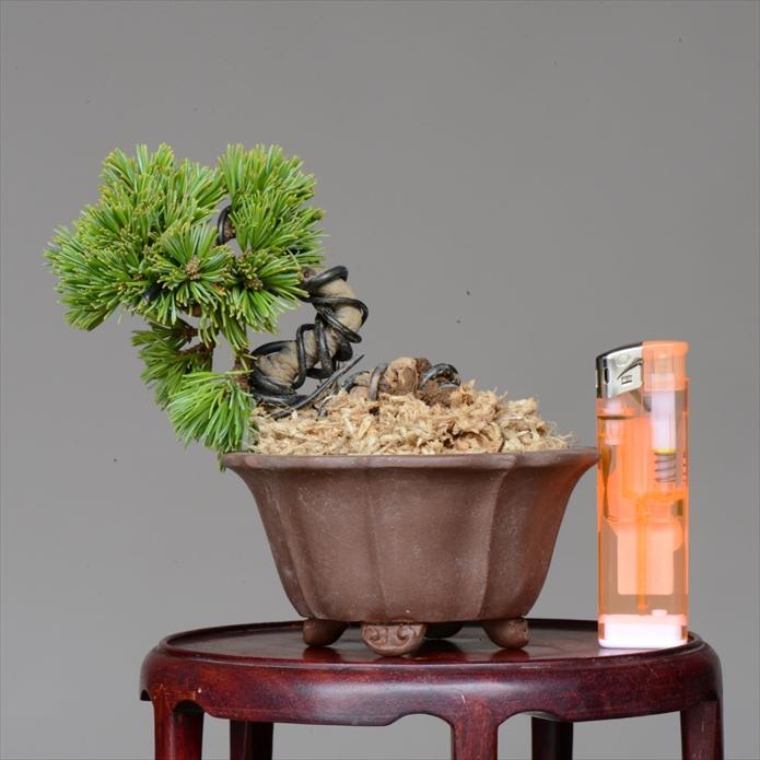 盆栽 吾妻五葉松 八房品種【峰吾妻】 【泰寿園 Online】 : 泰寿園