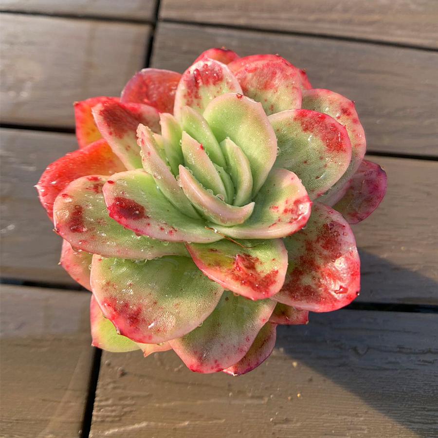 農園直売 多肉植物 寄せ植え エケベリア属 アイスラブリーローズ（錦