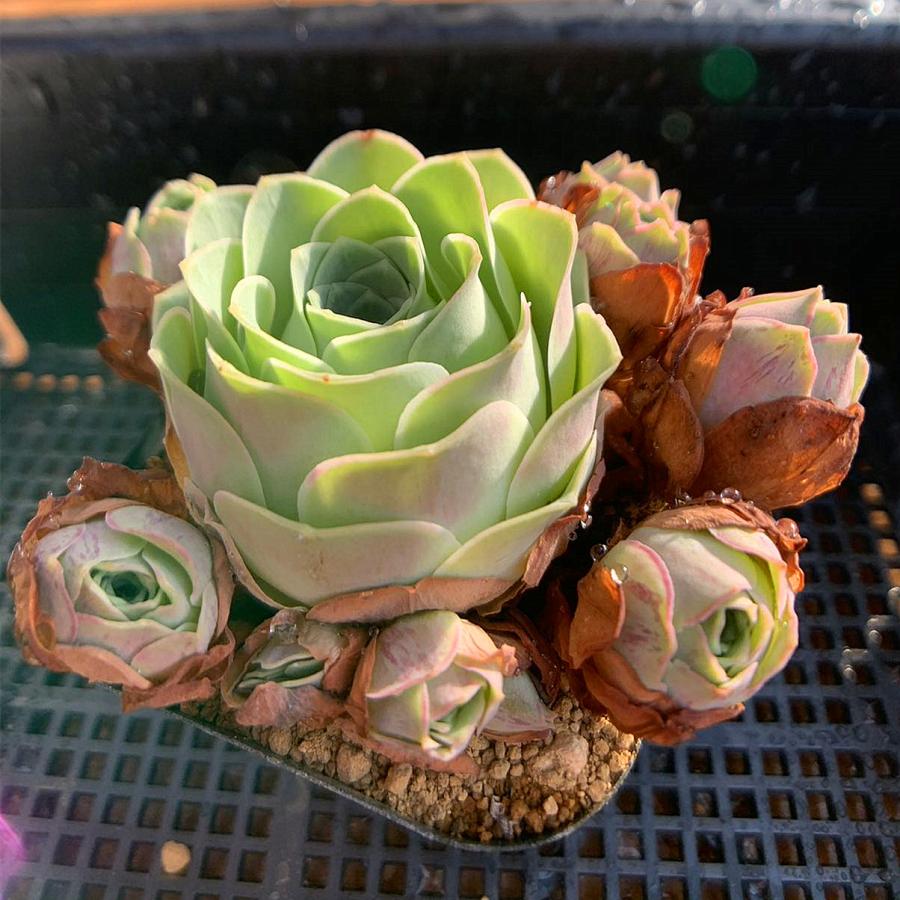 農園直売 多肉植物 寄せ植え グリーノビア属 水蜜桃ローズ （群）抜き
