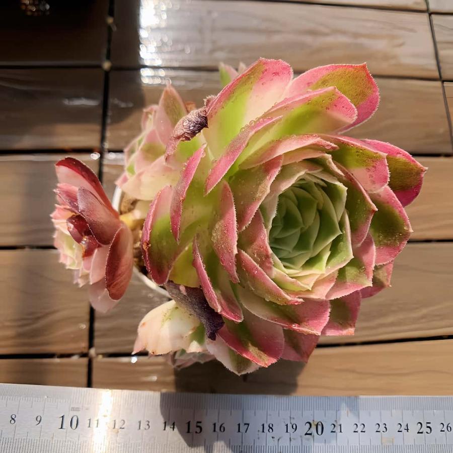 農園直売 多肉植物 寄せ植え アエオニウム属 玉姿（群） 観葉植物