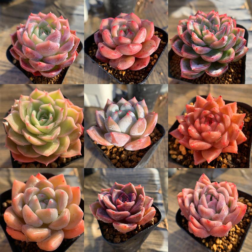 期間限定増量 農園直売 多肉植物 寄せ植え 季節のおまかせセット 10株+