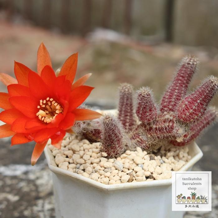 白檀 サボテン 5.5cmポット エキノプシス属 Chamaecereus silvestrii