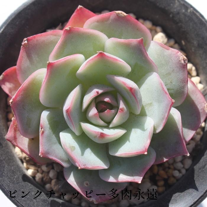 ピンクチップス エケベリア 2寸ポット 韓国苗 弁慶草科 多肉植物 苗