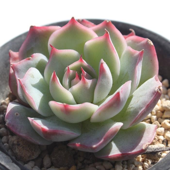 ピンクチップス エケベリア 2寸ポット 韓国苗 弁慶草科 多肉植物 苗