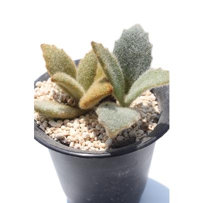 ラッキーガール カランコエ 2寸ポット 弁慶草科 多肉植物 根付苗 多肉