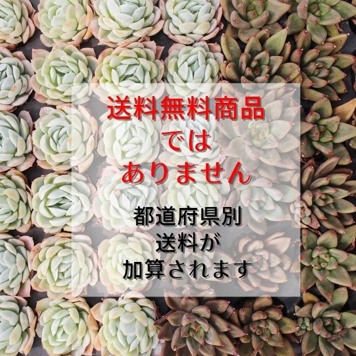 韓国苗 エケベリア おまかせ5種類セット 多肉植物 S〜Mサイズ カット苗