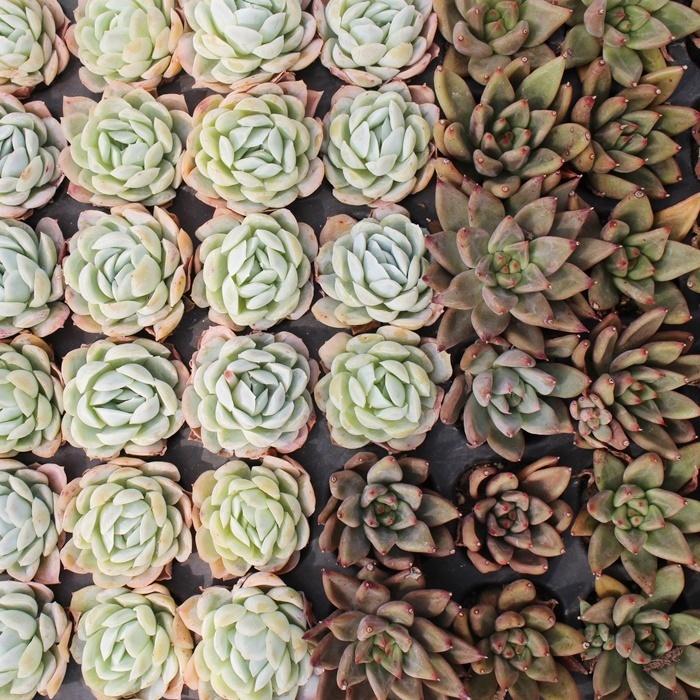 韓国苗 エケベリア おまかせ10種類セット 多肉植物 カット苗や根付き苗