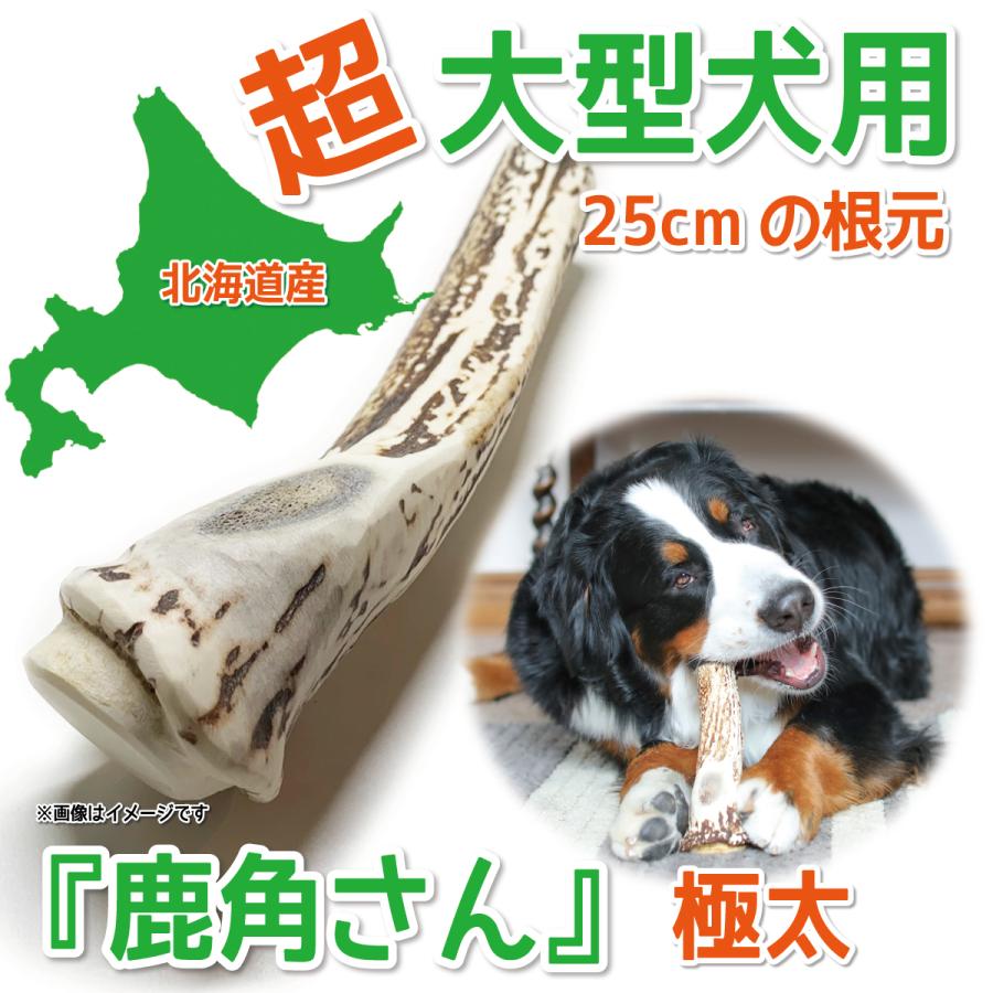 鹿の角 超大型 犬 用 鹿角さん 極太根元 約25cm 1本 天然 無添加