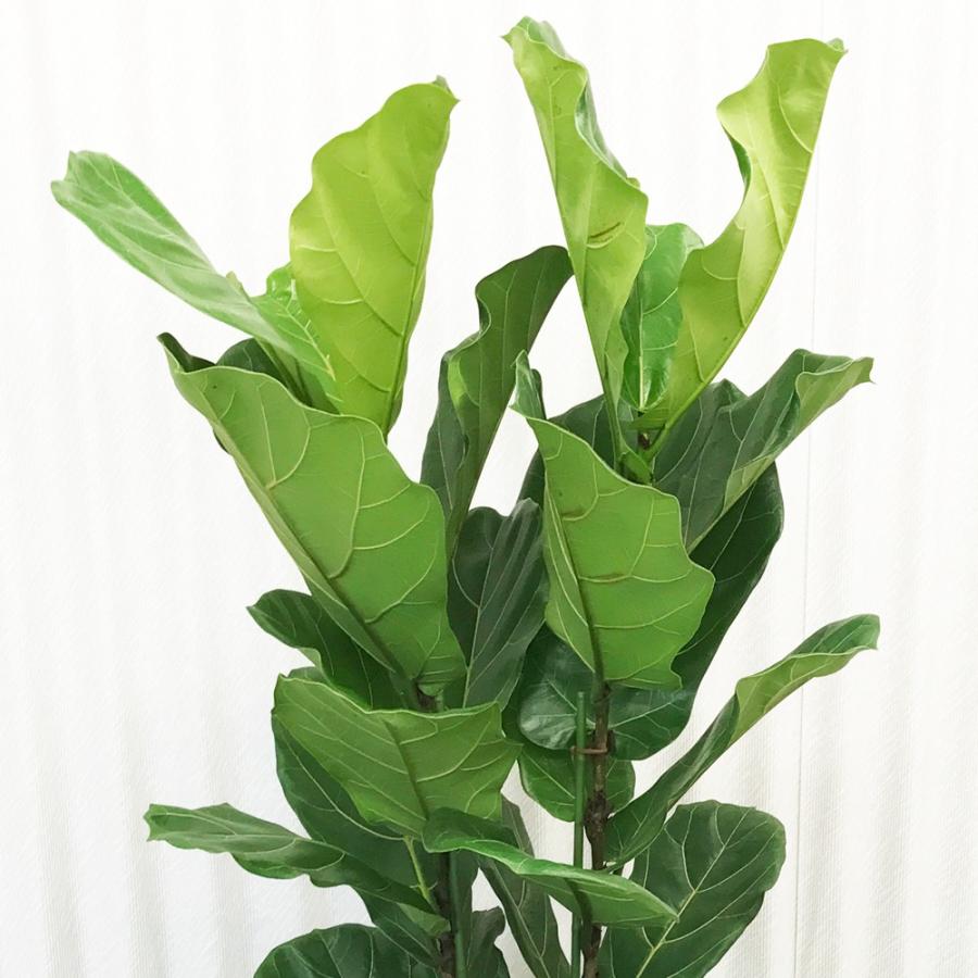 送料無料 カシワバゴム ゴムの木 フィカス リラータ 10号 観葉植物 10