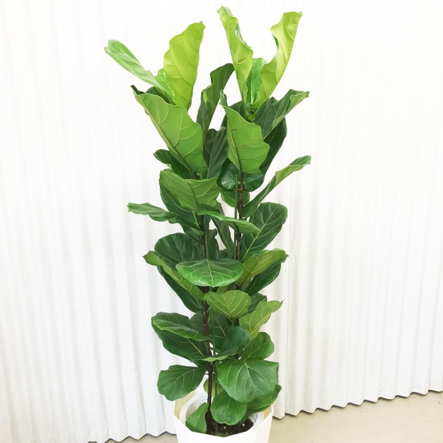 送料無料 カシワバゴム ゴムの木 フィカス リラータ 10号 観葉植物 10