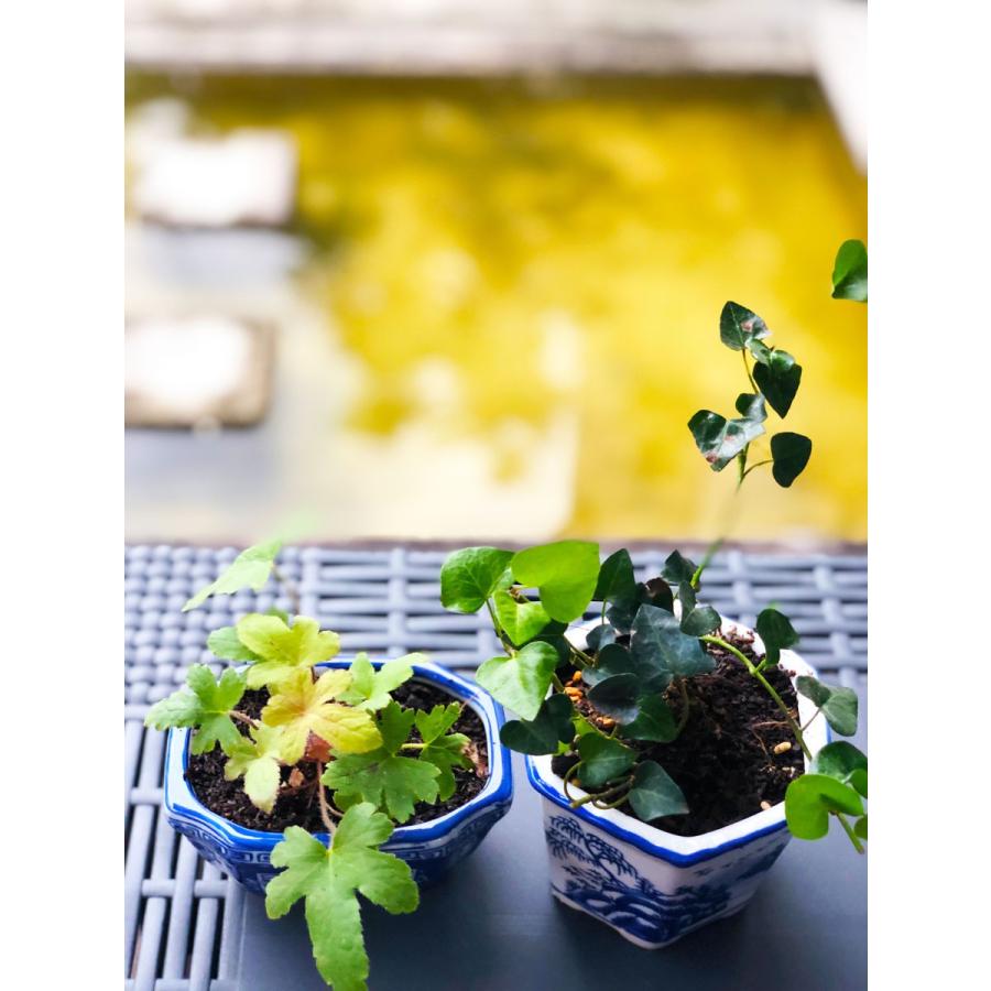 THE-SECRET-GARDEN シノワズリ プランター 3セット 青白陶器 ブルー