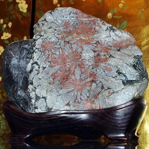 theory xyz 菊花石 岐阜県根尾谷赤倉山産 純国産 : theory xyz - 通販