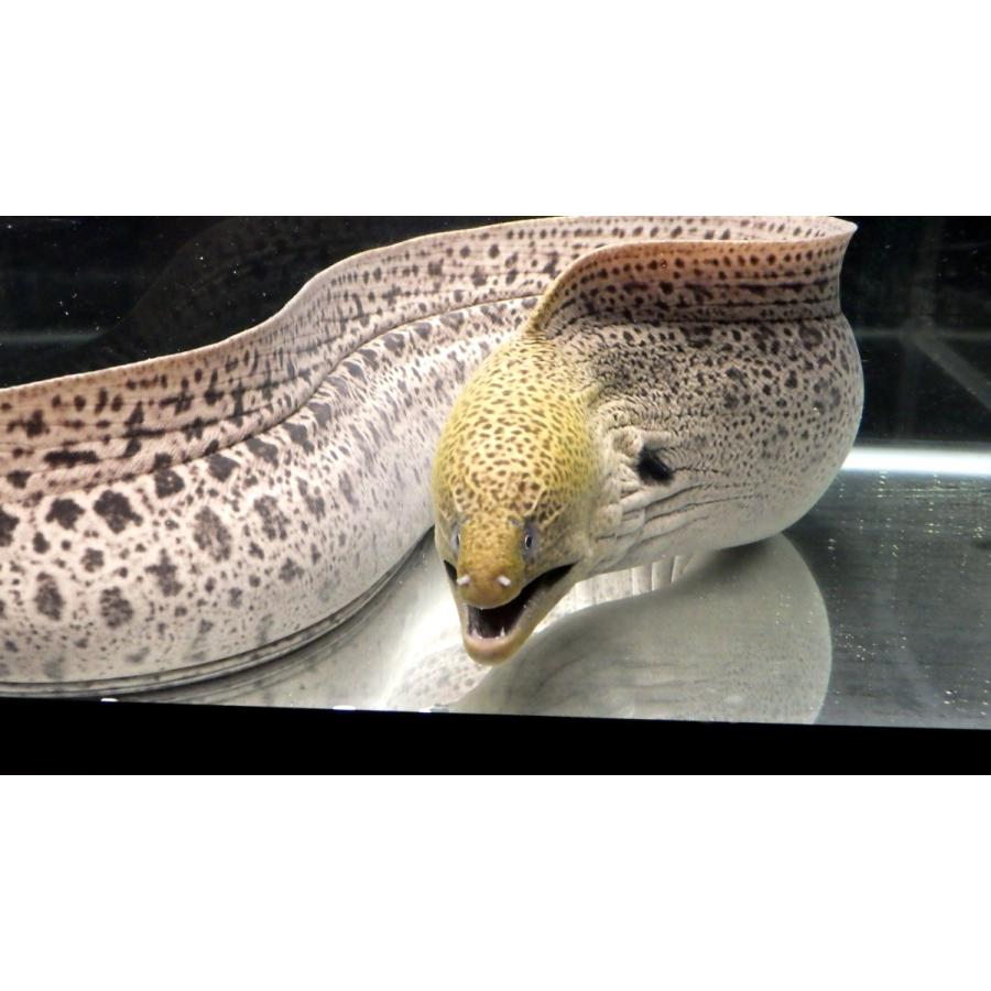 ウツボ科） ドクウツボ Gymnothorax javanicus （100〜110cm） 1匹