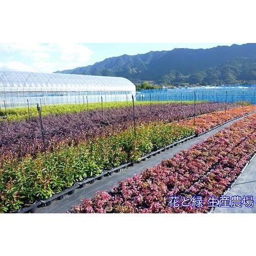 ラカンマキ 樹高0.3m前後 10.5cmポット （10本セット）（送料無料） 苗