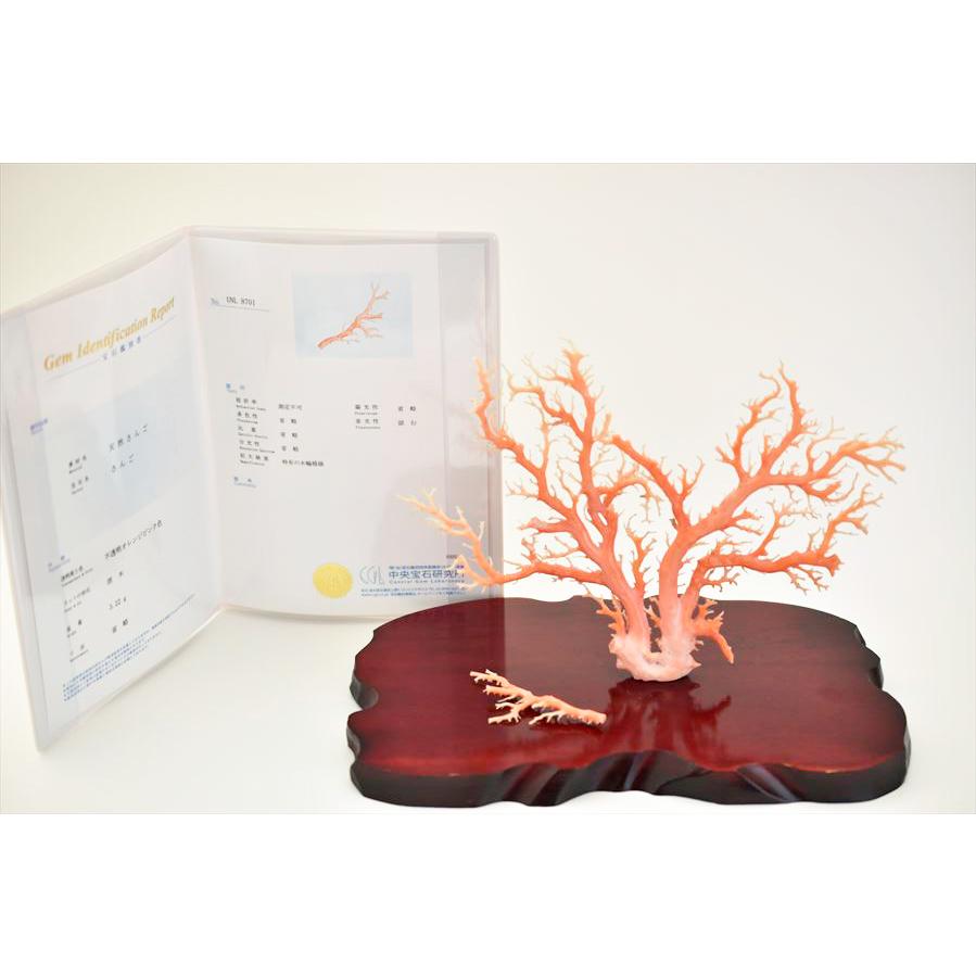 天然 ピンク珊瑚 原木 (約438g) 台座含む 置物 鑑別書付き 本珊瑚 天然