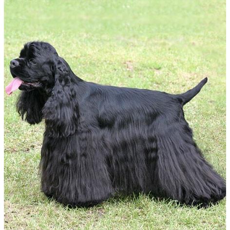 アメリカンコッカースパニエル ブラック 犬キーホルダー バンカ