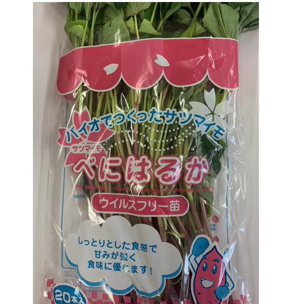 バイオ(ウイルスフリー)苗 紅はるか PVP登録品種 べにはるか