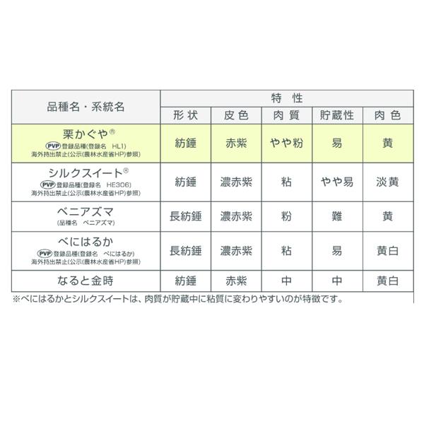令和7年入荷分完売！】バイオ(ウイルスフリー)苗 栗かぐや PVP登録品種