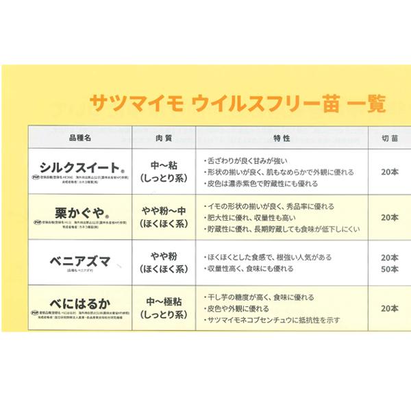 令和7年入荷分完売！】バイオ(ウイルスフリー)苗 栗かぐや PVP登録品種