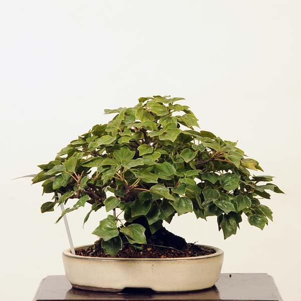 小品盆栽：特選宮様楓 現品*かえで カエデ Kaede 送料無料 : 遊恵盆栽