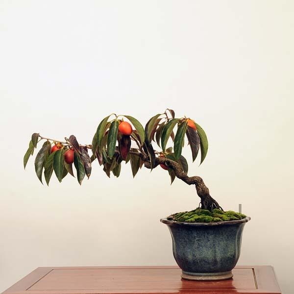 中品盆栽：特選山柿 現品*ヤマ柿 送料無料 : 遊恵盆栽 Yahoo!店 - 通販