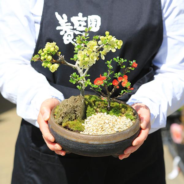 小品盆栽：紅白長寿梅寄せ植え（黒イブシ金彩信楽焼鉢）*bonsai : 遊恵