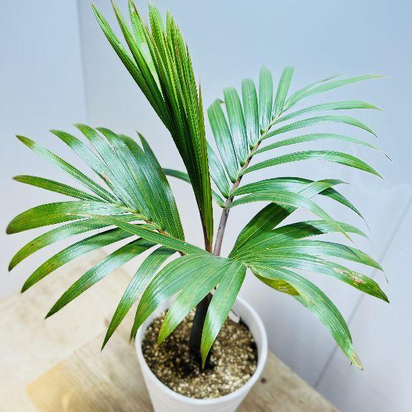 おしゃれ 観葉植物・希少：トックリヤシ(徳利椰子)*とっくりやし 6号