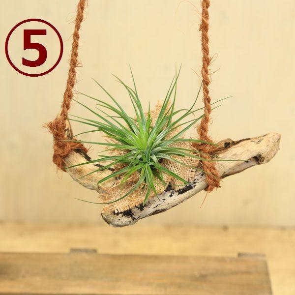 観葉植物 おしゃれ：チランジア 流木仕立て*麻ひも 吊り エアー