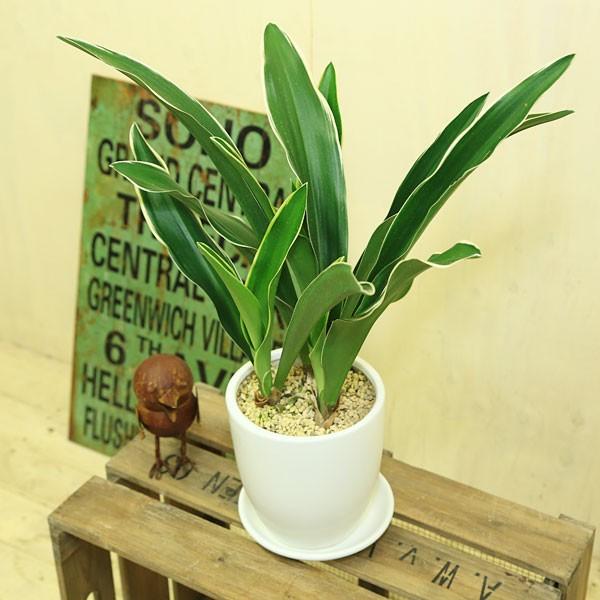 観葉植物：オモト 万年青*TT白鉢 受皿付 陶器鉢 おもと : 遊恵盆栽