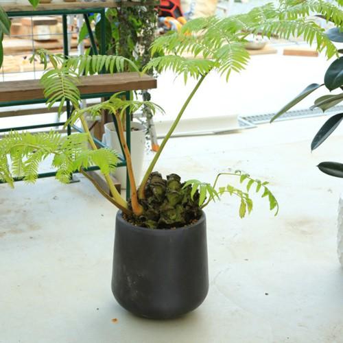 おしゃれ 観葉植物 シダ植物：リュウビンタイ*現品 大型佐川急便 SALE