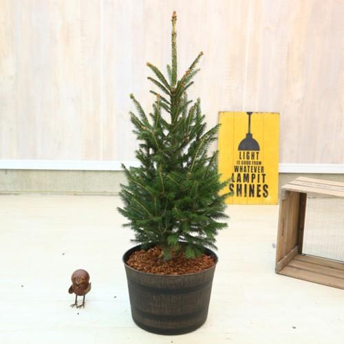 おしゃれ 観葉植物：モミの木 クリスマスツリー*ウッド調プラ鉢 バーク
