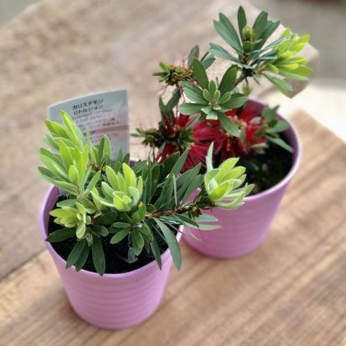 金宝樹（キンポウジュ）観葉植物：カリステモン リトルジョン 2個