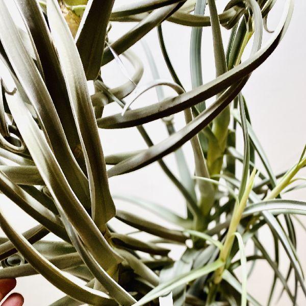 観葉植物：チランジア ドゥラティ*エアープランツ 現品限り 開花済