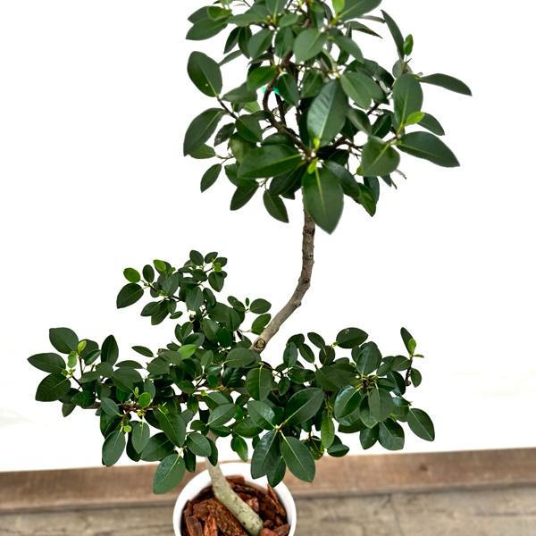 おしゃれ 観葉植物：フランスゴムの木*鉢植え (プラ受皿付) 大型ヤマト