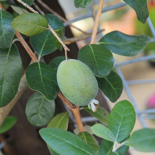 庭木：フェイジョア*（ふぇいじょあ） 樹高：約150cm 全高：約