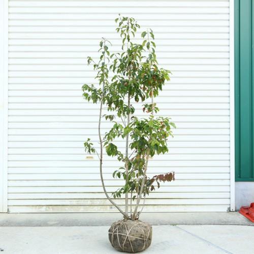 庭木：ソヨゴ そよご（株立ち）（雌株）* 樹高：約150cm 全高：約