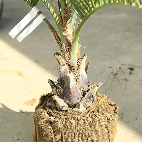 特大庭木 植木 ：ココスヤシ（ココス）ヤシの木* 現品限り！ 佐川急便