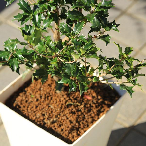 庭木・植木・鉢植え：オニヒイラギ*（鬼柊）ひいらぎ 硬質プラ鉢植え