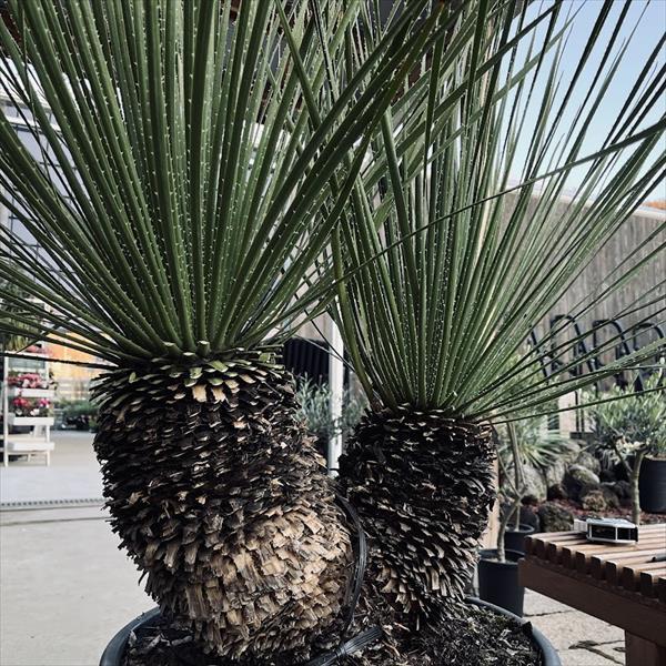 多肉植物：ダシリリオン セラティフォリウム 分頭*幅120cm 現品