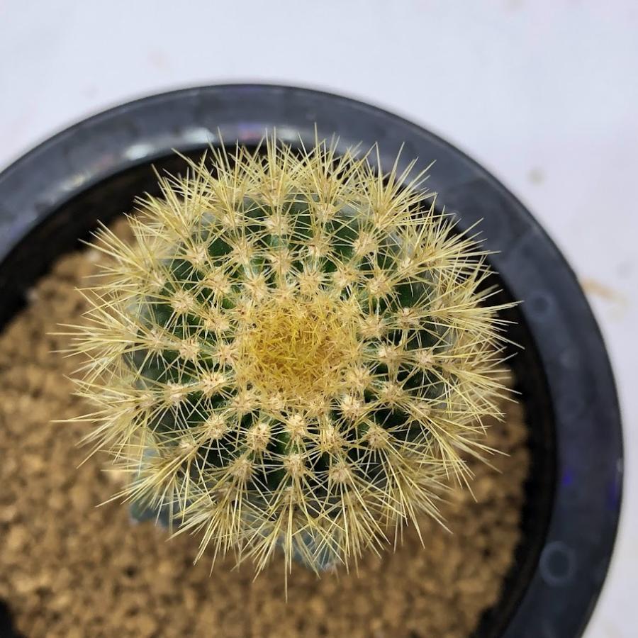 サボテン：ユーベルマニア エリオカクトイデス ツギ*幅3.5cm : 遊恵