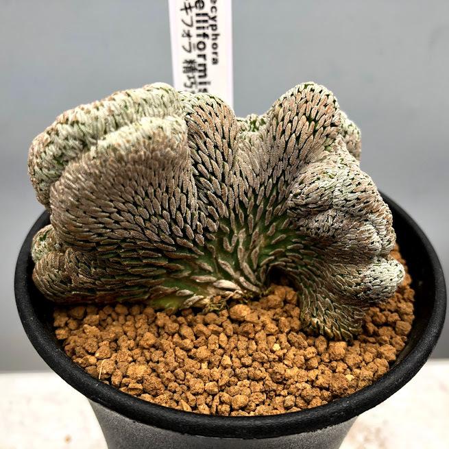 サボテン：ペレキフォラ 精巧丸 綴化 自根*幅7cm 現品 一品限り