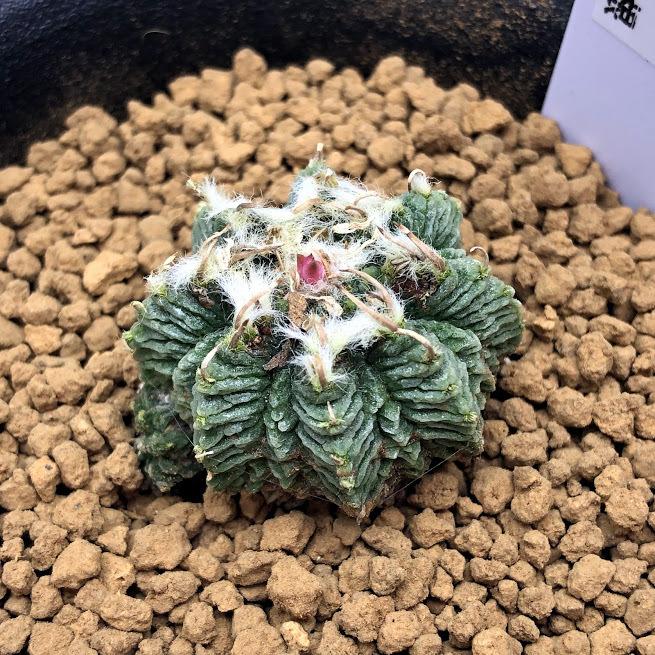 サボテン：アズテキウム 花籠（はなかご）実生*幅3cm 現品 一品限り