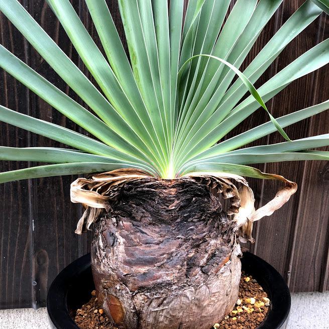 コーデックス：ブーファン ディスティカ*塊幅13cm 現品！一品限り