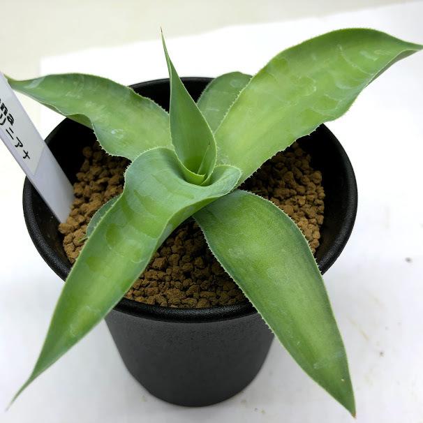 多肉植物：アガベ ビルモリニアナ*幅16cm : 遊恵盆栽 Yahoo!店