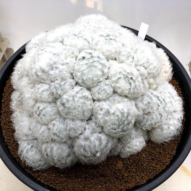 サボテン：マミラリア 白星群生*幅27cm 現品 一品限り : 遊恵盆栽