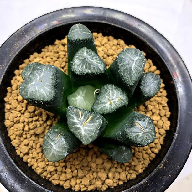 多肉植物：ハオルチア 万象錦*幅6.8cm 現品！一品限り ※斑入りの子株