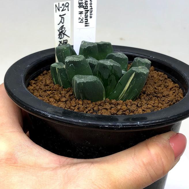 多肉植物：ハオルチア 万象錦 N-29*幅6cm 現品！一品限り : 遊恵盆栽