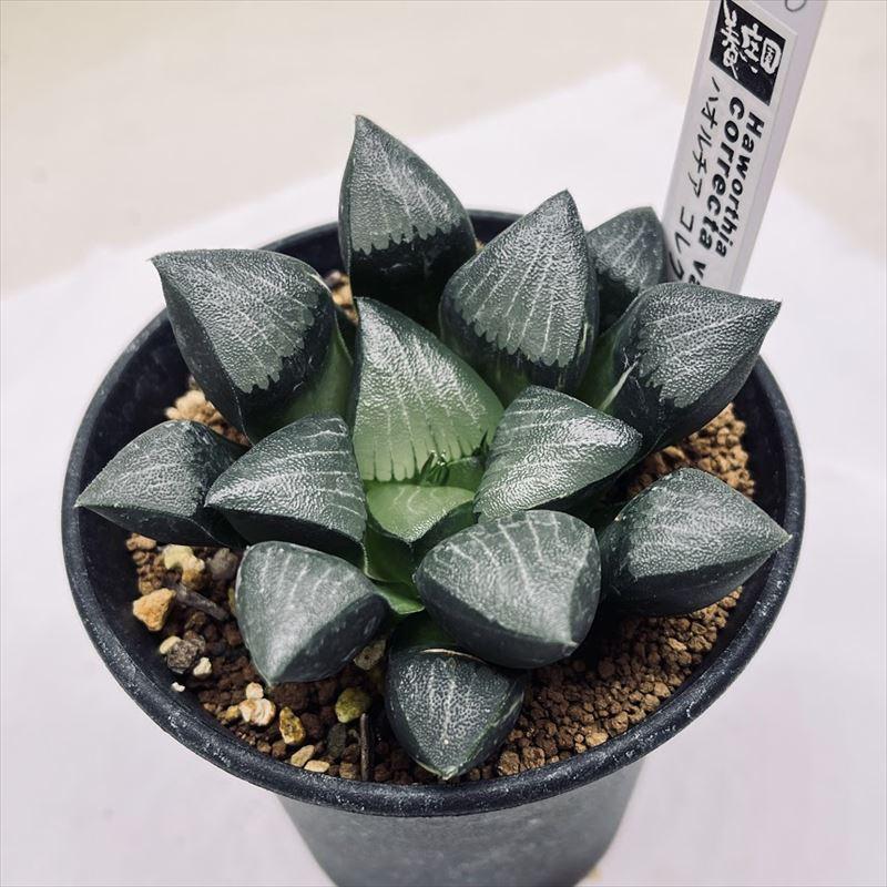 多肉植物：ハオルチア コレクタ錦*幅8cm 現品！一品限り : 遊恵盆栽